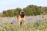 BULLMASTIFF 121